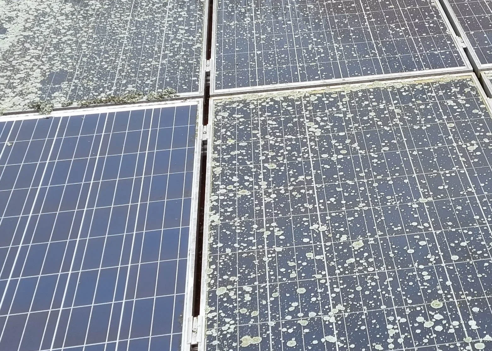 Side-by-side comparison of a clean solar panel next to dirty panels covered in lichen and debris