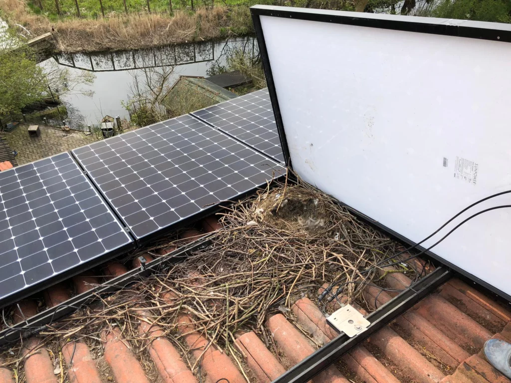 Bird nest built beneath a rooftop solar panel array